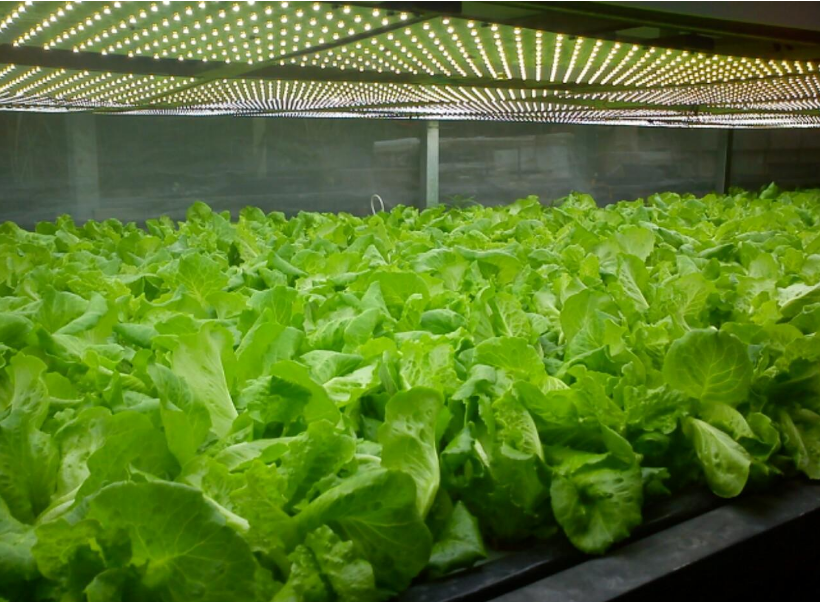 1616402986101477.png 植物照明2.png