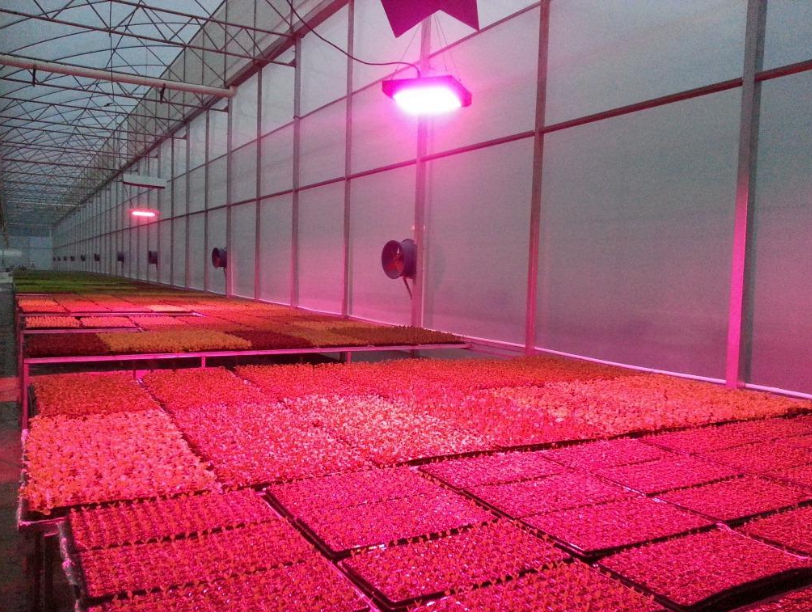 1616403143129082.png 植物照明58888.png